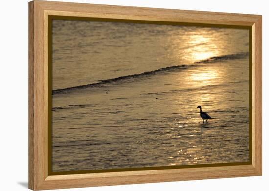 Sunrise over Coastal Mudflats with Shelduck Feeding, Campfield Marsh, Solway Firth, Cumbria, UK-Peter Cairns-Framed Premier Image Canvas