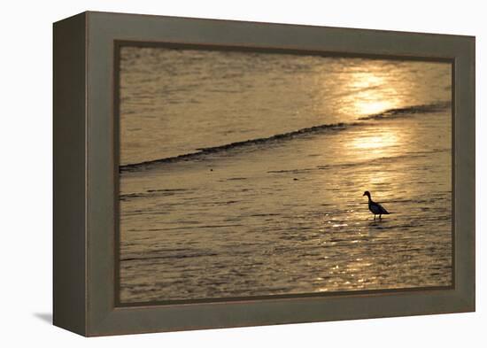 Sunrise over Coastal Mudflats with Shelduck Feeding, Campfield Marsh, Solway Firth, Cumbria, UK-Peter Cairns-Framed Premier Image Canvas