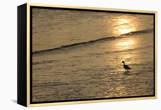 Sunrise over Coastal Mudflats with Shelduck Feeding, Campfield Marsh, Solway Firth, Cumbria, UK-Peter Cairns-Framed Premier Image Canvas