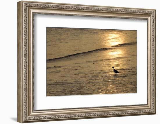 Sunrise over Coastal Mudflats with Shelduck Feeding, Campfield Marsh, Solway Firth, Cumbria, UK-Peter Cairns-Framed Photographic Print