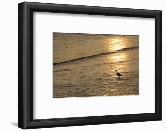 Sunrise over Coastal Mudflats with Shelduck Feeding, Campfield Marsh, Solway Firth, Cumbria, UK-Peter Cairns-Framed Photographic Print