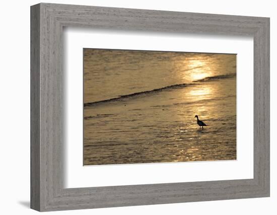 Sunrise over Coastal Mudflats with Shelduck Feeding, Campfield Marsh, Solway Firth, Cumbria, UK-Peter Cairns-Framed Photographic Print