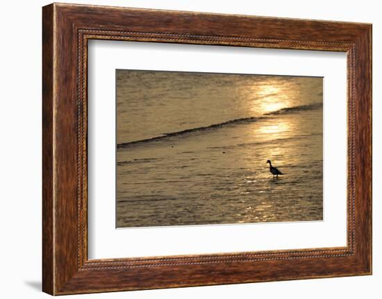 Sunrise over Coastal Mudflats with Shelduck Feeding, Campfield Marsh, Solway Firth, Cumbria, UK-Peter Cairns-Framed Photographic Print