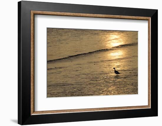 Sunrise over Coastal Mudflats with Shelduck Feeding, Campfield Marsh, Solway Firth, Cumbria, UK-Peter Cairns-Framed Photographic Print