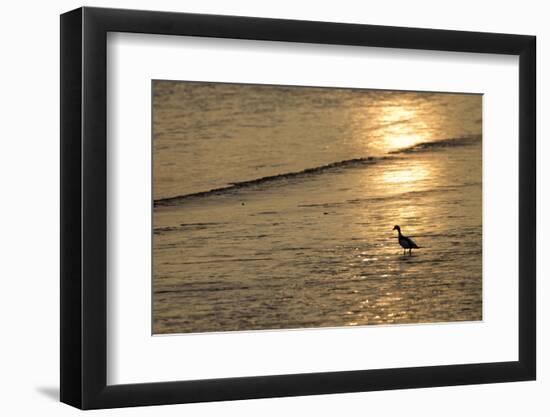 Sunrise over Coastal Mudflats with Shelduck Feeding, Campfield Marsh, Solway Firth, Cumbria, UK-Peter Cairns-Framed Photographic Print