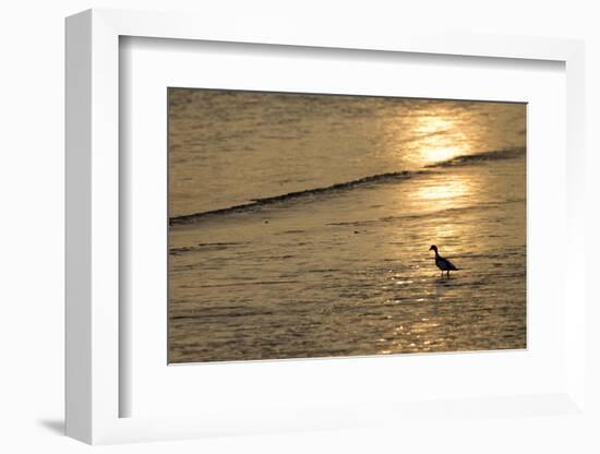 Sunrise over Coastal Mudflats with Shelduck Feeding, Campfield Marsh, Solway Firth, Cumbria, UK-Peter Cairns-Framed Photographic Print