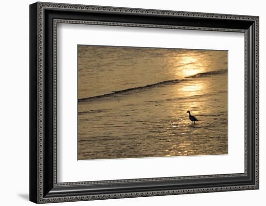 Sunrise over Coastal Mudflats with Shelduck Feeding, Campfield Marsh, Solway Firth, Cumbria, UK-Peter Cairns-Framed Photographic Print