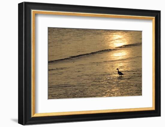 Sunrise over Coastal Mudflats with Shelduck Feeding, Campfield Marsh, Solway Firth, Cumbria, UK-Peter Cairns-Framed Photographic Print