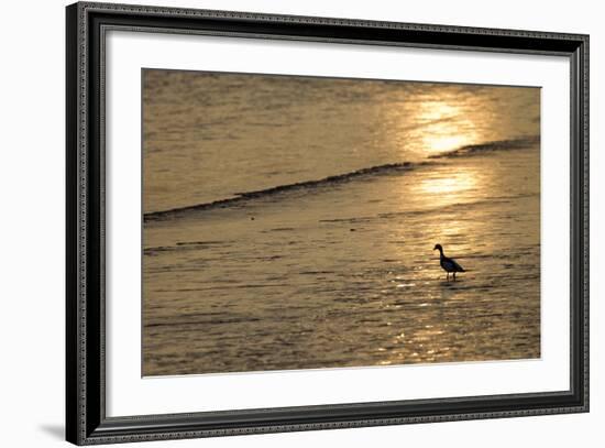 Sunrise over Coastal Mudflats with Shelduck Feeding, Campfield Marsh, Solway Firth, Cumbria, UK-Peter Cairns-Framed Photographic Print