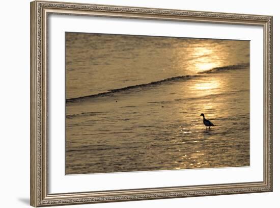 Sunrise over Coastal Mudflats with Shelduck Feeding, Campfield Marsh, Solway Firth, Cumbria, UK-Peter Cairns-Framed Photographic Print