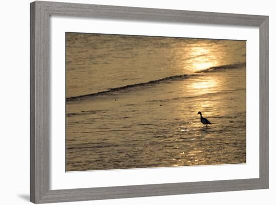 Sunrise over Coastal Mudflats with Shelduck Feeding, Campfield Marsh, Solway Firth, Cumbria, UK-Peter Cairns-Framed Photographic Print