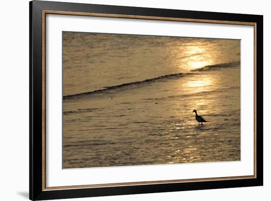 Sunrise over Coastal Mudflats with Shelduck Feeding, Campfield Marsh, Solway Firth, Cumbria, UK-Peter Cairns-Framed Photographic Print