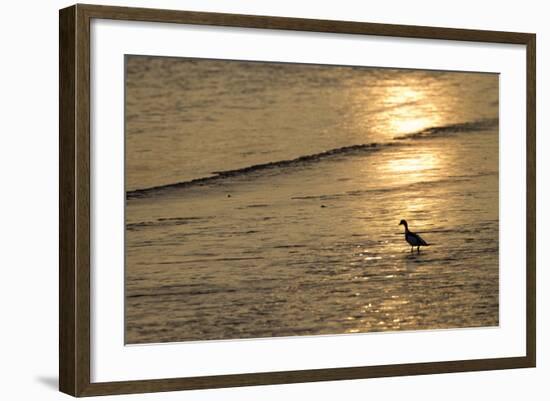 Sunrise over Coastal Mudflats with Shelduck Feeding, Campfield Marsh, Solway Firth, Cumbria, UK-Peter Cairns-Framed Photographic Print
