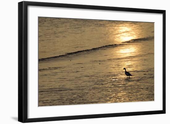 Sunrise over Coastal Mudflats with Shelduck Feeding, Campfield Marsh, Solway Firth, Cumbria, UK-Peter Cairns-Framed Photographic Print