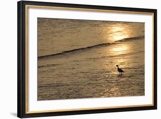 Sunrise over Coastal Mudflats with Shelduck Feeding, Campfield Marsh, Solway Firth, Cumbria, UK-Peter Cairns-Framed Photographic Print