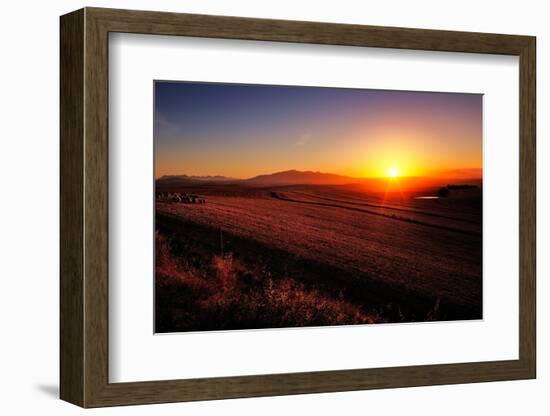 Sunrise over Cultivated Farmland (Cape Province - South Africa)-Johan Swanepoel-Framed Photographic Print