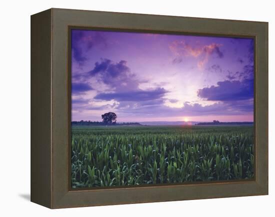 Sunrise over Field Corn, Hermann, Missouri, USA-Chuck Haney-Framed Premier Image Canvas