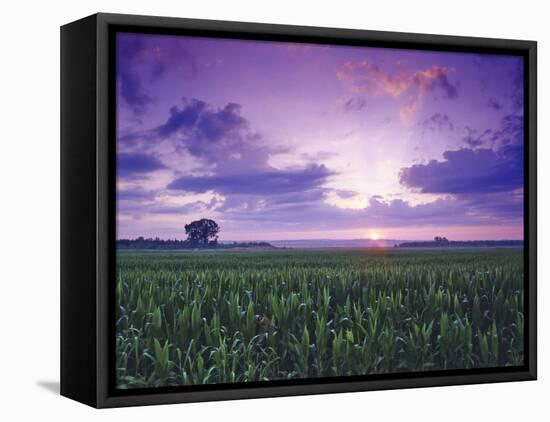 Sunrise over Field Corn, Hermann, Missouri, USA-Chuck Haney-Framed Premier Image Canvas