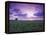 Sunrise over Field Corn, Hermann, Missouri, USA-Chuck Haney-Framed Premier Image Canvas