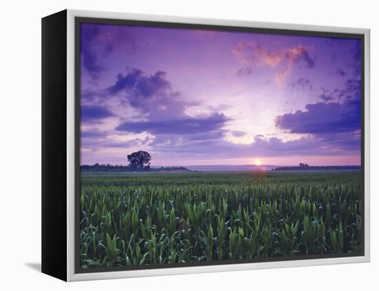 Sunrise over Field Corn, Hermann, Missouri, USA-Chuck Haney-Framed Premier Image Canvas