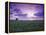 Sunrise over Field Corn, Hermann, Missouri, USA-Chuck Haney-Framed Premier Image Canvas