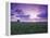 Sunrise over Field Corn, Hermann, Missouri, USA-Chuck Haney-Framed Premier Image Canvas