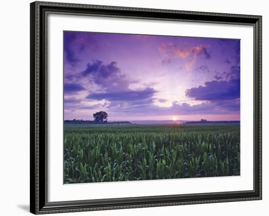 Sunrise over Field Corn, Hermann, Missouri, USA-Chuck Haney-Framed Photographic Print