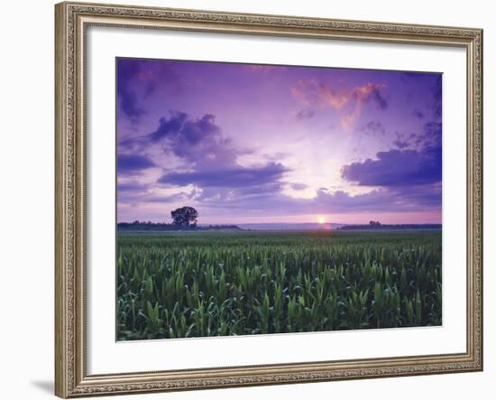 Sunrise over Field Corn, Hermann, Missouri, USA-Chuck Haney-Framed Photographic Print