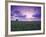 Sunrise over Field Corn, Hermann, Missouri, USA-Chuck Haney-Framed Photographic Print