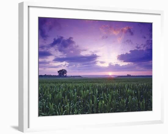 Sunrise over Field Corn, Hermann, Missouri, USA-Chuck Haney-Framed Photographic Print