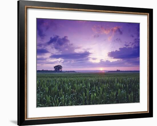 Sunrise over Field Corn, Hermann, Missouri, USA-Chuck Haney-Framed Photographic Print