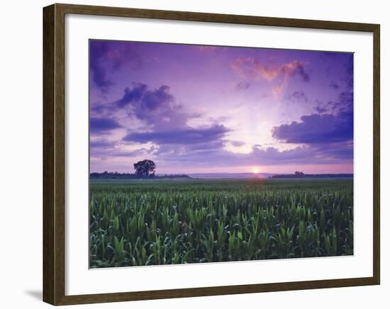 Sunrise over Field Corn, Hermann, Missouri, USA-Chuck Haney-Framed Photographic Print