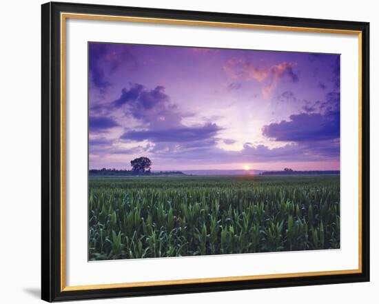 Sunrise over Field Corn, Hermann, Missouri, USA-Chuck Haney-Framed Photographic Print