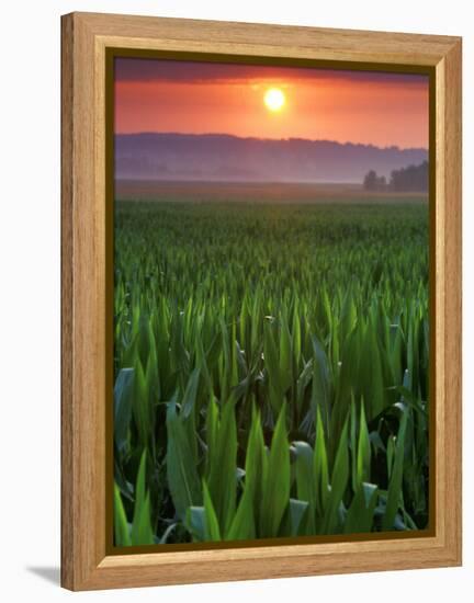 Sunrise over Field Corn, Hermann, Missouri, USA-Chuck Haney-Framed Premier Image Canvas