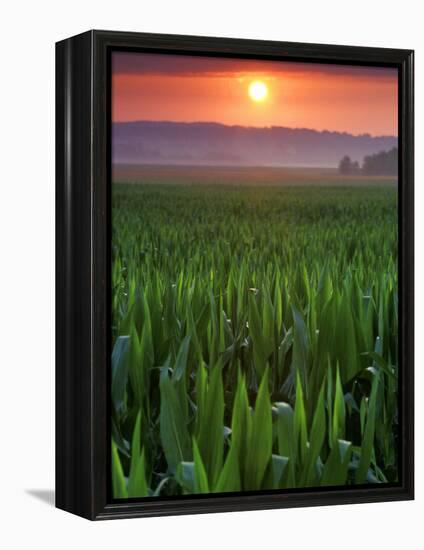 Sunrise over Field Corn, Hermann, Missouri, USA-Chuck Haney-Framed Premier Image Canvas