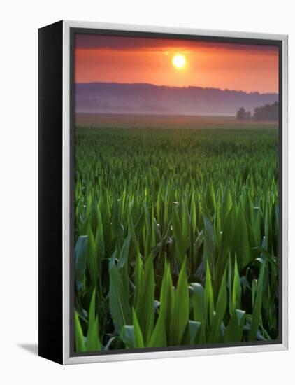 Sunrise over Field Corn, Hermann, Missouri, USA-Chuck Haney-Framed Premier Image Canvas