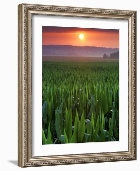 Sunrise over Field Corn, Hermann, Missouri, USA-Chuck Haney-Framed Photographic Print