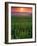 Sunrise over Field Corn, Hermann, Missouri, USA-Chuck Haney-Framed Photographic Print