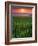 Sunrise over Field Corn, Hermann, Missouri, USA-Chuck Haney-Framed Photographic Print