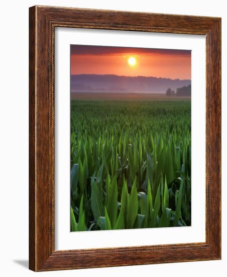 Sunrise over Field Corn, Hermann, Missouri, USA-Chuck Haney-Framed Photographic Print