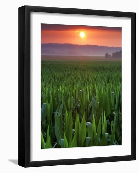 Sunrise over Field Corn, Hermann, Missouri, USA-Chuck Haney-Framed Photographic Print