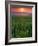 Sunrise over Field Corn, Hermann, Missouri, USA-Chuck Haney-Framed Photographic Print