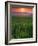 Sunrise over Field Corn, Hermann, Missouri, USA-Chuck Haney-Framed Photographic Print