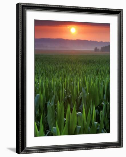 Sunrise over Field Corn, Hermann, Missouri, USA-Chuck Haney-Framed Photographic Print