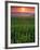 Sunrise over Field Corn, Hermann, Missouri, USA-Chuck Haney-Framed Photographic Print