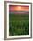 Sunrise over Field Corn, Hermann, Missouri, USA-Chuck Haney-Framed Photographic Print