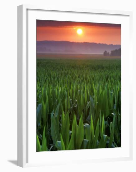 Sunrise over Field Corn, Hermann, Missouri, USA-Chuck Haney-Framed Photographic Print
