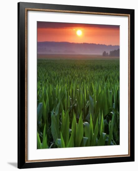 Sunrise over Field Corn, Hermann, Missouri, USA-Chuck Haney-Framed Photographic Print