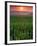 Sunrise over Field Corn, Hermann, Missouri, USA-Chuck Haney-Framed Photographic Print