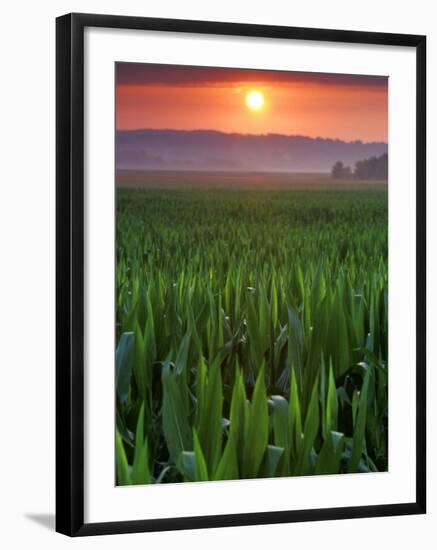 Sunrise over Field Corn, Hermann, Missouri, USA-Chuck Haney-Framed Photographic Print